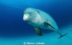 Bottlenose Dolphin by Shawn Jackson 